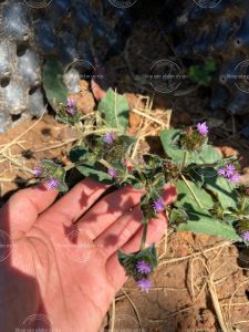 Cây chỉ thiên(gốc giống)