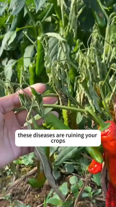 Powerful foliar protection Systemic fungicide Fungicide spray Rapid inhibition of Phytophthora Pepper fungicide Rice fungicide Vegetable fungicide