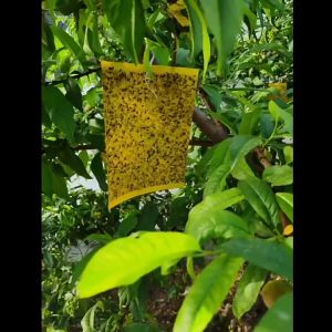 50Pcs Sticky Insect Board: A Comprehensive Guide