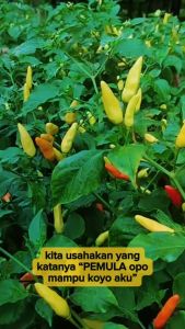 ORI 212 10gr - Benih Biji Cabai cabe rawit unggul pedas - Original Aura Seed