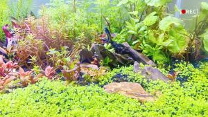 Aquarium Plants and Fish Tank Landscape Design of Aquarium Plants and Hydroponic Plants 5 Day Underwater Garden 水草种子 水族馆植物 鱼缸造景水培植物种子 5 天速成水下花园