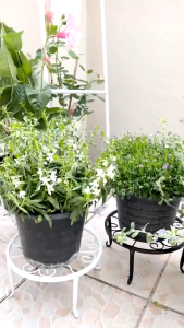 Nestoria ขาตั้งกระถาง Plant Stand ชั้นวาต้นไม้ดอกไม้เหล็ก ชั้นวางกระถางต้นไม้ สไตล์เรโทร