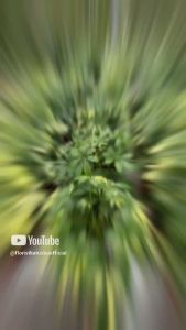 Tanaman Outdoor Warna Mentega & Tanaman Walisongo Cantik