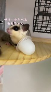 Sugar Glider Goat Milk Pudding Snack 蜜袋鼯山羊奶布丁