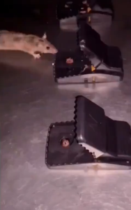 Jebakan Perangkap Perangkat Penangkap Pembasmi Tikus