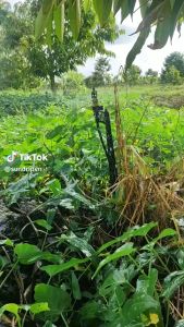 [Sỉ 100] Béc tưới phun mưa T800 bù áp bi inox chống côn trùng điều chỉnh bán kính đầu phun tưới cây lâu năm rau màu...