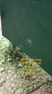 Máy băm cỏ voi thái chuối Toàn Phát chính hãng