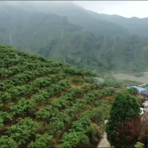 CHUANGCHAO 4 Stroke 170F Gasoline Sprayer for Agriculture High-Pressure Power Engine Set