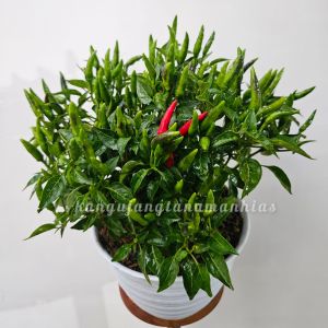 1 POT TANAMAN CABE RAWIT ( SUDAH BERBUAH BUKAN BIBIT/BIJI )
