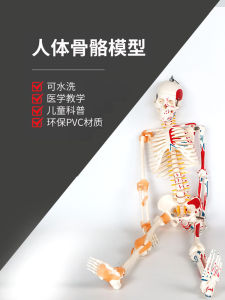 High-Quality Medical Human Skeleton Model Adult Full-Body Structure Simulation Teaching Tool Bone Frame Skull with Muscles