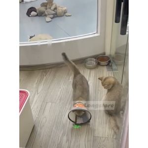 Đèn Laser Mini đèn tia laze 5 hình ngộ nghĩnh lazer 303 đèn pin trêu mèo