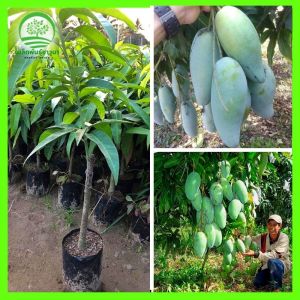 [เติบโตเร็ว] มะม่วงมันขุนศรีพันธุ์แท้ ปลูกง่าย ดูแลง่าย ติดผลเยอะ เก็บเกี่ยวเร็ว
