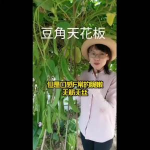 【耐热大扁豆】大红豆种子巨型大扁豆种籽巴豆种巴西豆四季蔬菜爬藤豆角种籽