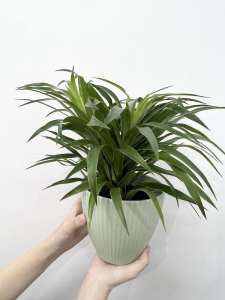 Dr Green Indoor Plant - Calathea Makoyana/Peacock Plant (45-55cm)