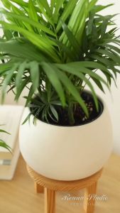 Cây cau tiểu trâm mini để bàn phong thủy lọc không khi chơi cả terrarium tiểu cảnh rất đẹp