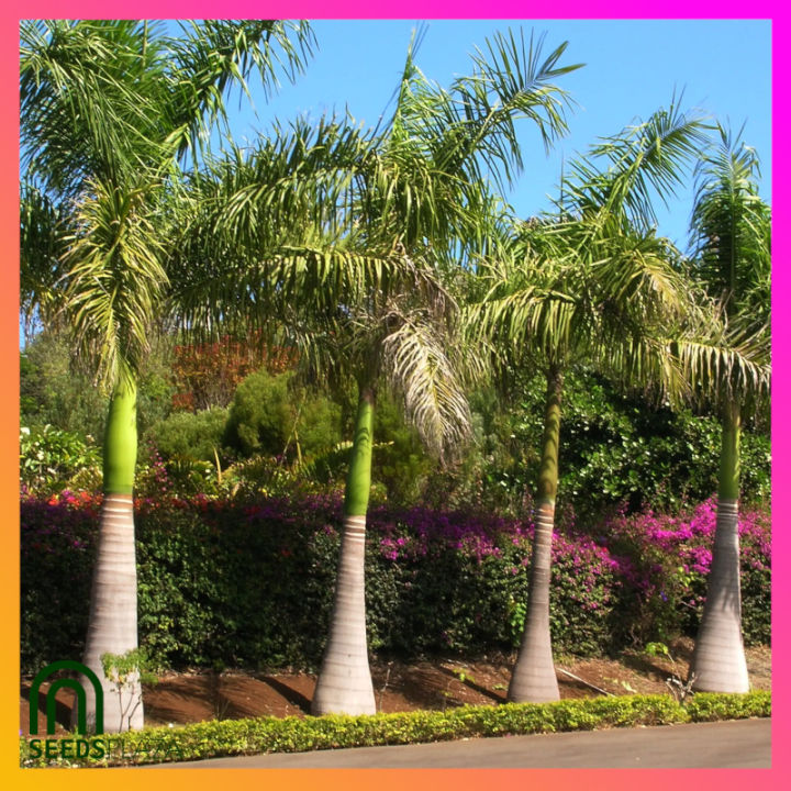 SeedsPLAZA™ - Royal Christmas Palm Tree Seeds for Planting Palms (5 ...