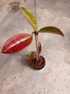 Hoya Pubycalix sunstressed daun warna kemerahan