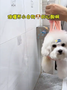 võng treo chó mèo để spa grooming cắt móng cạo lông... - T3 PETS SHOP