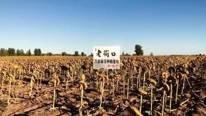 Hướng dương tẩm vị caramen mật ong gói 500gram nhãn hiệu bà già Lao Jie Kou hàng loại 1 hạt đều to mẩy ăn vặt nội địa trung