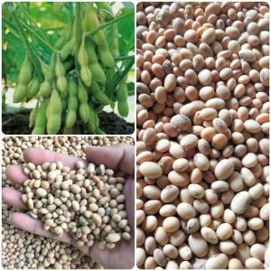 ( 500 butir ) benih biji kacang kedelai putih paketan