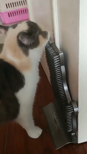 【SG】Pet Cat Itching Brush Pad Self Groomer Wall Scratcher Seam Cat Scratching Comb Hair Removal Comb