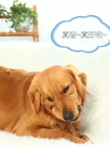 Dog Snacks Dog Dental Chew Bones Pet Molar Griding Bone for Oral Hygiene