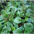 Tanaman Daun Ki urat Daun Sendok Obat herbal alami300gr. 