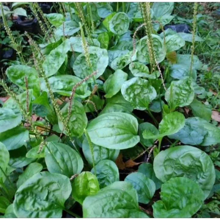 Tanaman%20Daun%20Ki%20urat%20Daun%20Sendok%20Obat%20herbal%20alami300gr%20-%20Image%202
