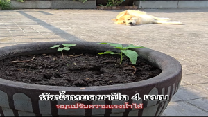 หัวน้ำหยดปรับได้ และ ปรับไม่ได้ รุ่น 371-S 371-SL 371-S1 371-S2 เสียบสายไมโคร 3/5 และ 5/7