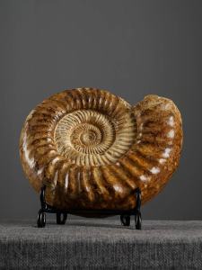 Fossilized Sea Snail Shell Decorative Figurine Ancient Biota Educational Specimen Chinese Style Desktop Ornament Gift for Leaders