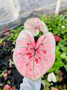 บอนสีขุมทอง บอนสีนำโชค กระถาง 4 นิ้ว