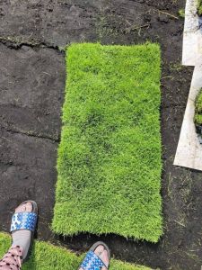 thảm cỏ nhung nhật 0.5 mét vuông