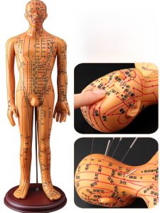 Acupuncture Point Model Chart Full Body Ultra Clear Practice Human Figure Needle Placement Chinese Traditional Medicine