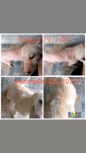 145g Vetnoderm Bar Soap All Stages Adult Puppy Pet Herbal Doctor Sulfur Dog Anti Itch Anti Fungal