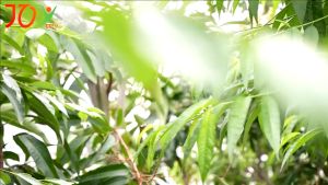 Máy Bắt Muỗi Đứng GF1 Công Suất Lớn Phù Hợp Sử Dụng Không Gian Phòng Khách Phòng Bếp Nhà Bạn An Toàn Với Trẻ Nhỏ Độ Bền Cao Bảo Hành 12 Tháng