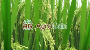 Phân bón hữu cơ AgroGain WP (Gói 6g) | Tảo đỏ Mỹ