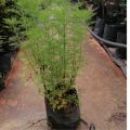 anak pokok Dill/ pokok halau nyamuk/ Dill Sapling. 