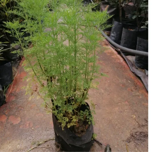 anak%20pokok%20Dill/%20pokok%20halau%20nyamuk/%20Dill%20Sapling%20-%20Image%203