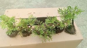 1 cây trường sinh thảo bonsai