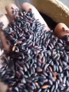 Kemasan 500gram Beras Ketan Hitam Terlaris