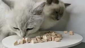 Pet Food Freeze Dried Chicken Salmon Yolk Cube Fish Pet Treats Cat Dog Booster Snack Makanan Kucing Gemuk 宠物冻干零食 50g/100g/500g