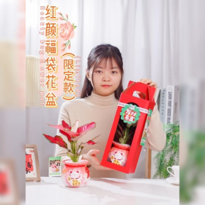 Fresh plants auspicious red potted Ruyi queen hydroponic green plants are good indoor plants