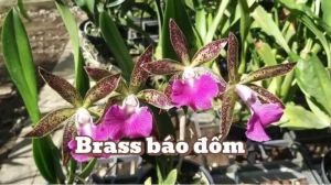 Hoa lan brass lai catt đổi màu