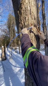 Siro Cây Lá Phong MacDonald’s Grade A Amber Color Rich Taste 100% Pure Maple Syrup Chai 370 mL (12.5 Fl. Oz.)