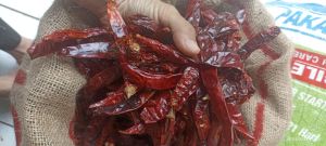 1 KG CABE MERAH BESAR TANPA TANGKAI KWALITAS SUPER