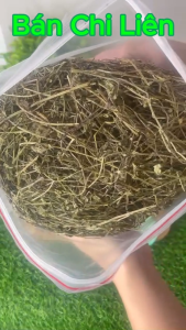 500g Bán Chi Liên Loại 1 Đức Thiện (Khô Sạch Thơm) - Hỗ Trợ Ung Thư U Bướu Xơ Gan Ổn Huyết Áp  Đào Thải Độc Tố