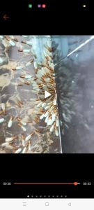 Xịt mối mọt kiến gián và các côn trùng gây hại hiệu quả thật sự diệt tận gốc hang ổ mối mọt chỉ sau vài lần dùng