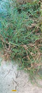 ต้นพันธุ์หญ้าแพรกพร้อมขยายพันธุ์ต่อ 1 ถุง500กรัม