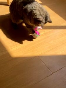 เล่นน้องหมาน้องแมว สำหรับดึงดูความสนใจของสัตว์เลี้ยง มีขน สีสดุด ราคาโรงงาน