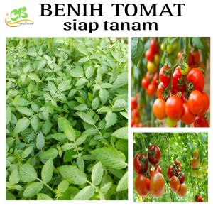 paket hemat 50 batang benih tomat sayur siap tanam